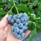 Kako i kako hraniti baštenske borovnice u jesen